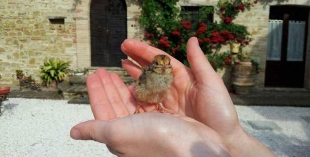 Agriturismo Il Podere Ξενοδοχείο Petrignano Εξωτερικό φωτογραφία